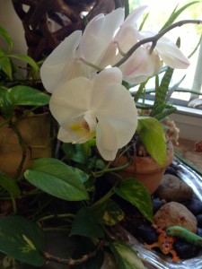 penceremdeki orkide