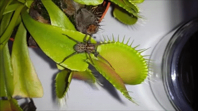 etobur venus flytrap sinek avcisi bitki