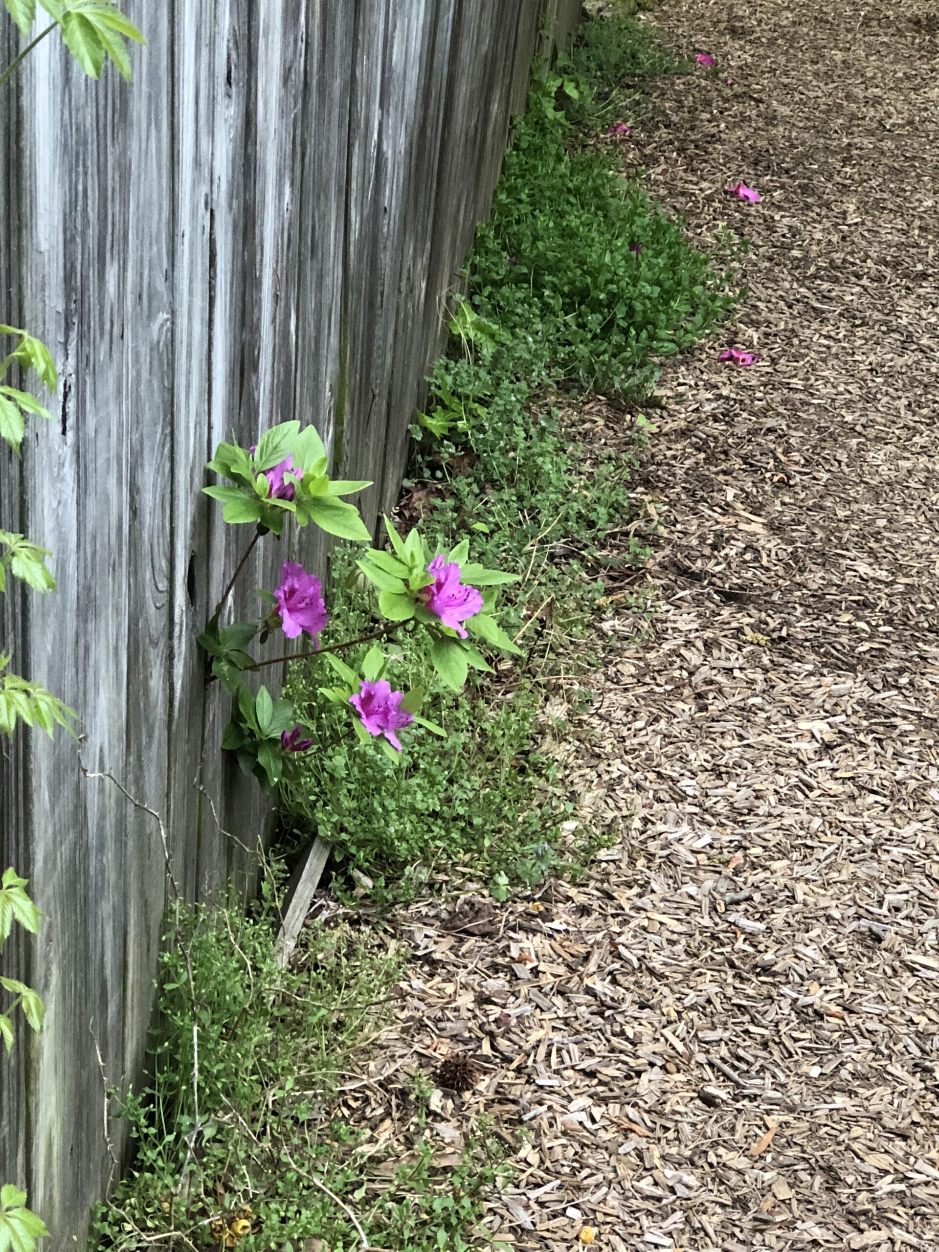 bir çitin altından ısrarla yürüyüş yoluna doğru büyümüş çingene pembesi renkli açelya. ufacık bir mutluluk değildir de nedir bu?